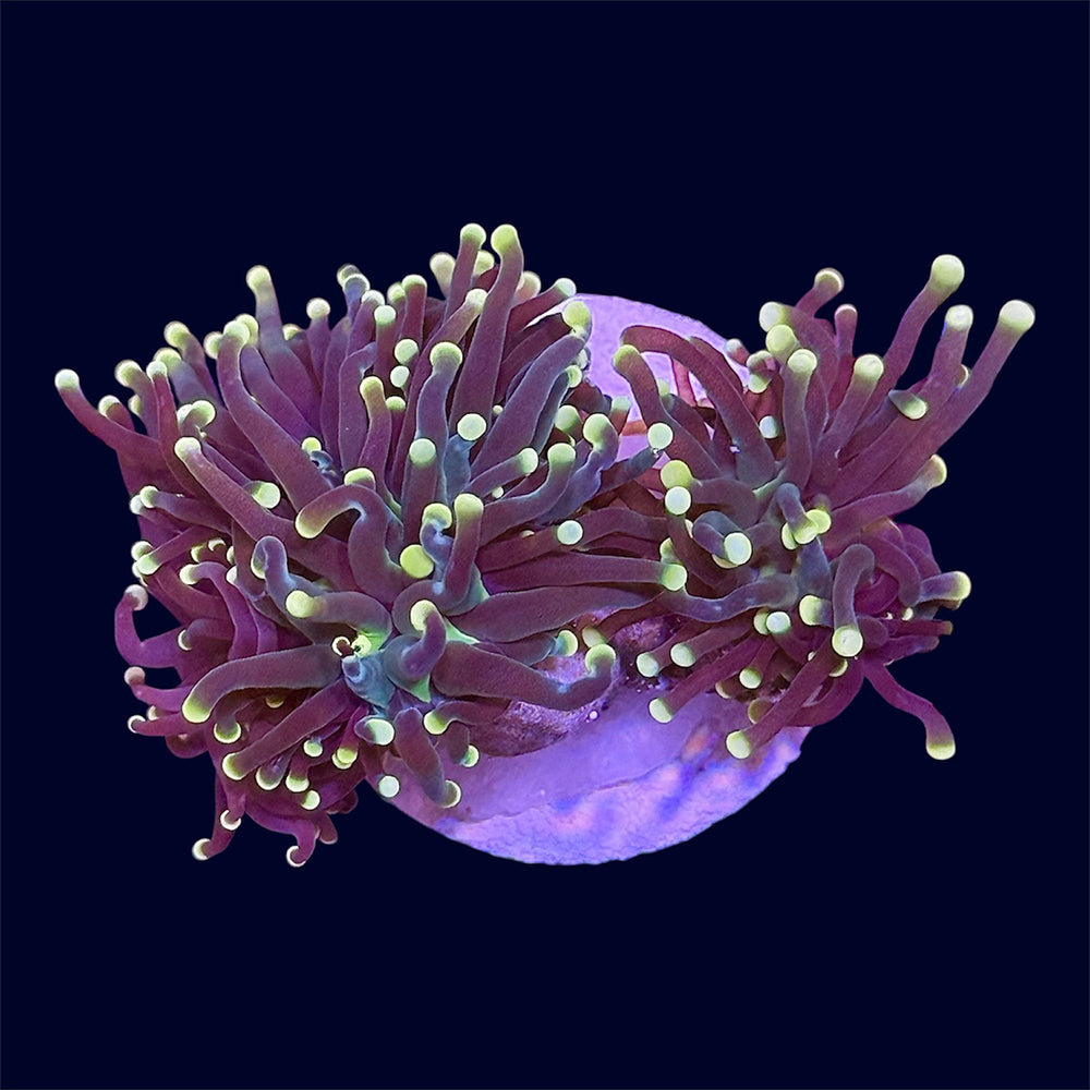 Yellow Tip Torch - C55