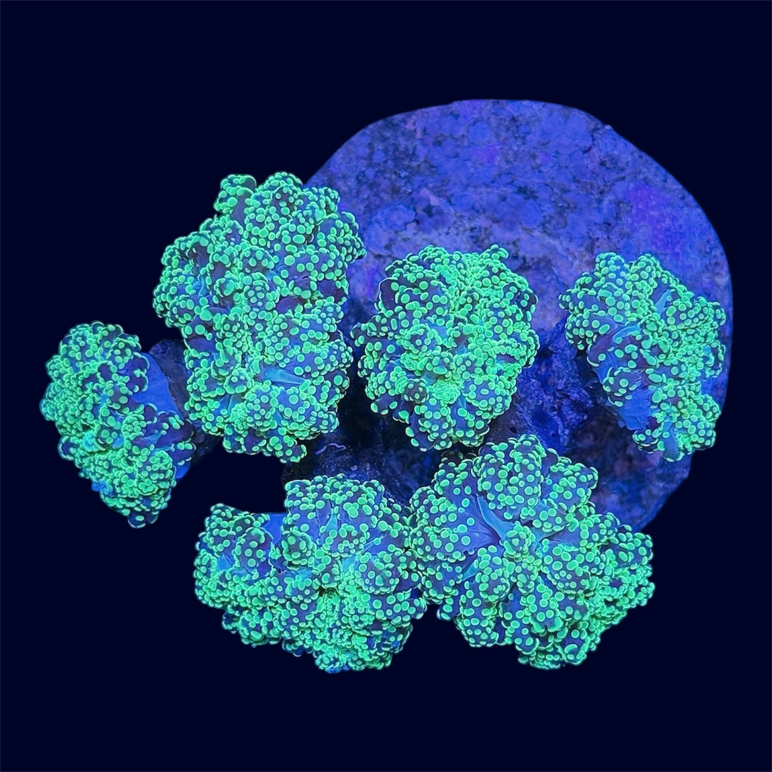 Green Octospawn Rock - C56