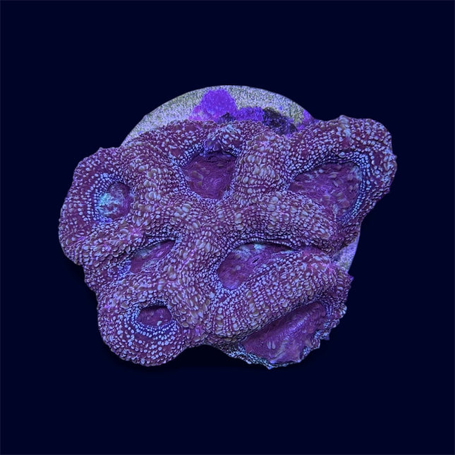 Pink Bowerbanki - C56