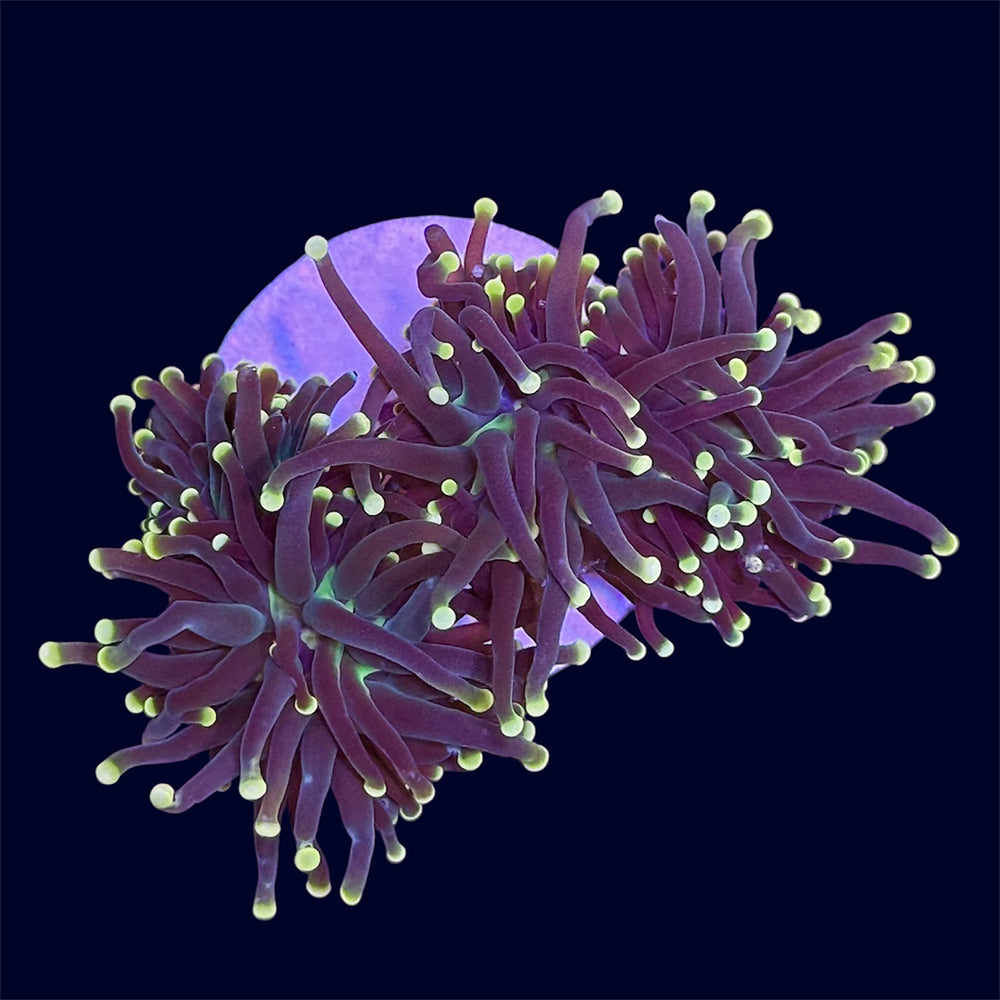 Yellow Tip Torch - C57