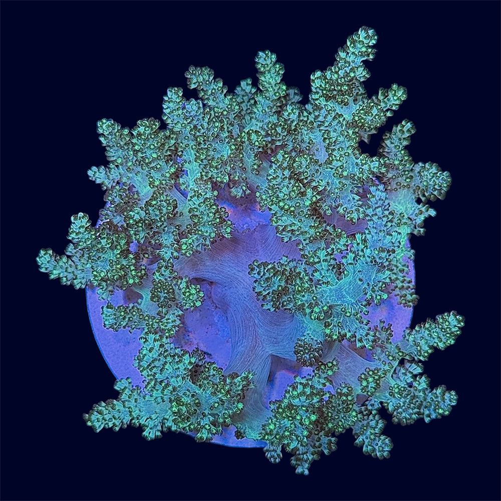 Neon Green Sinularia - C58