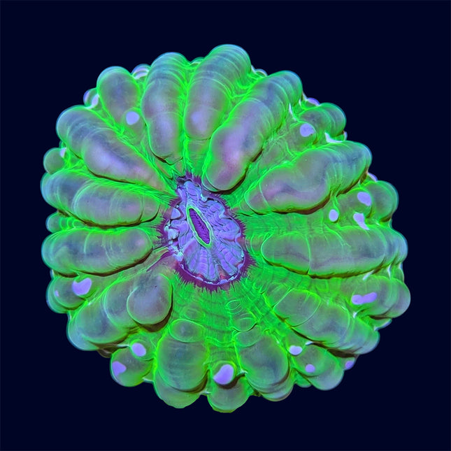 Modern/Cynarina (Green) - C58