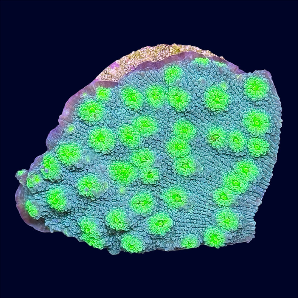 Hollywood Stunner Chalice Frag - C59