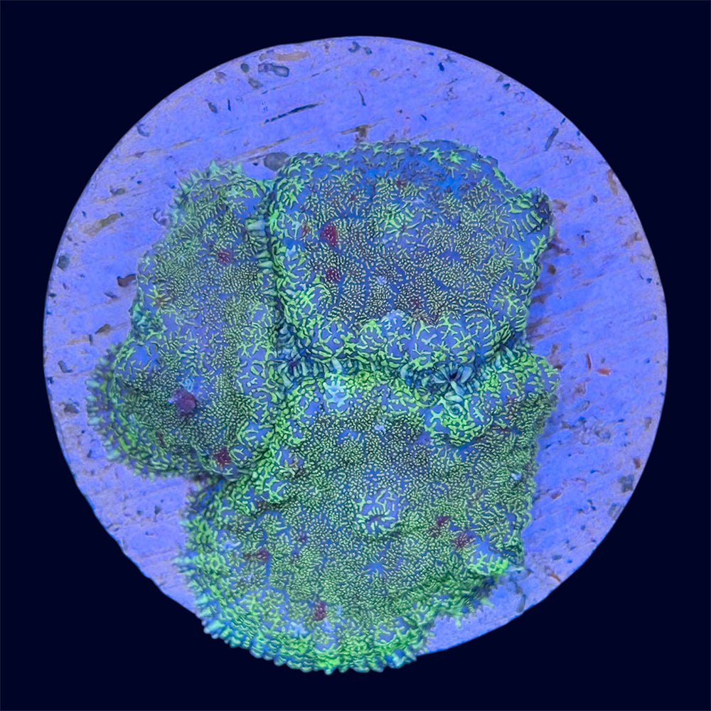 Green Mushroom Frag - C60