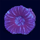 Dark Red Scoly - C61