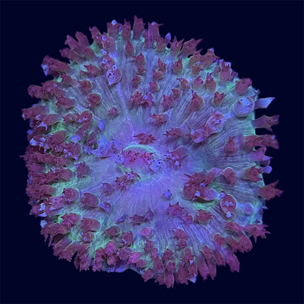 St. Thomas Mushroom - C62