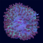 St. Thomas Mushroom - C62