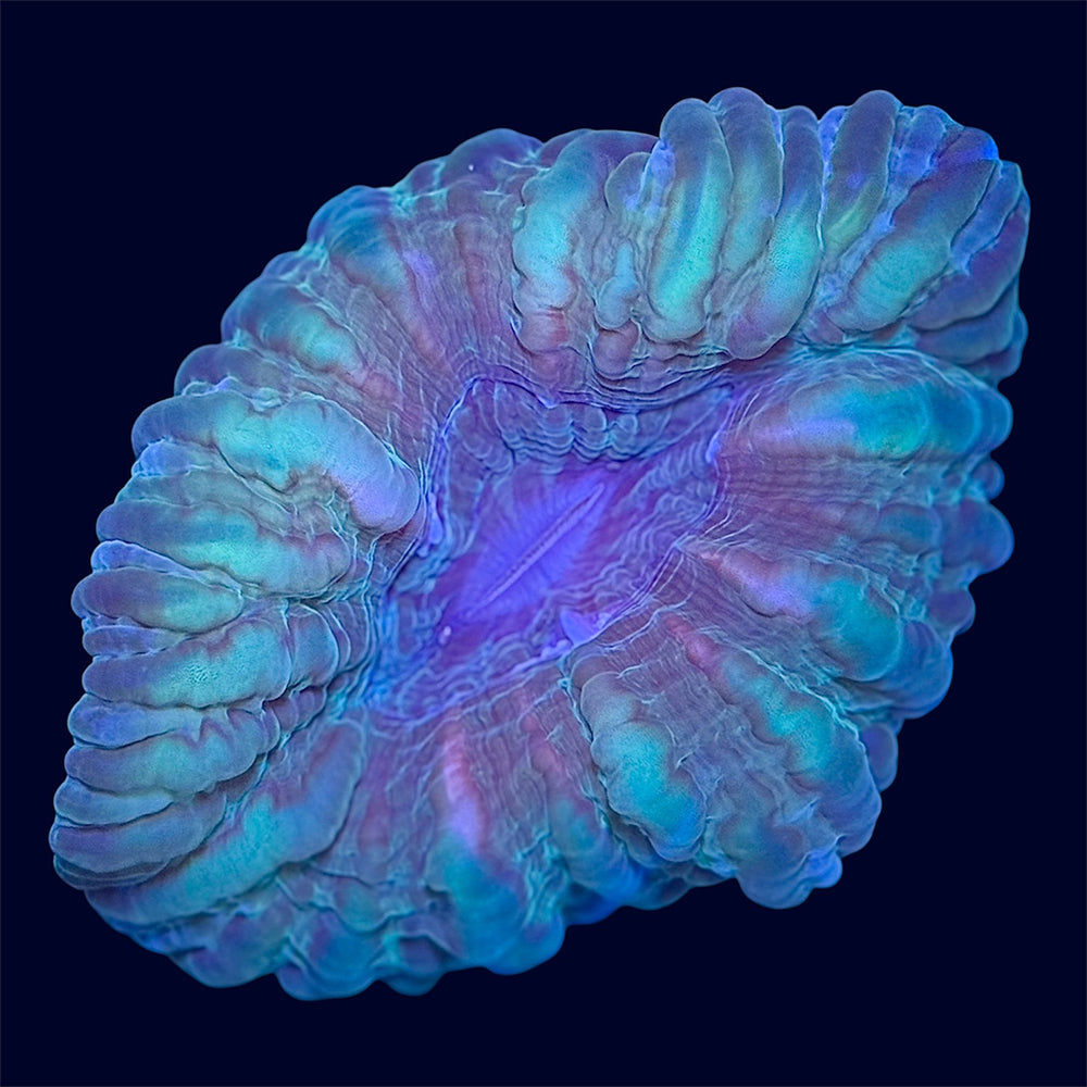 Green Cynarina - C62