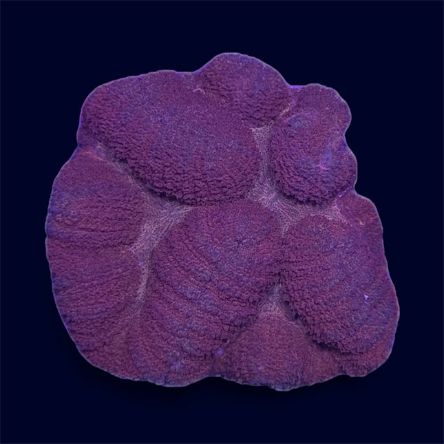 Red Symphyllia - C63