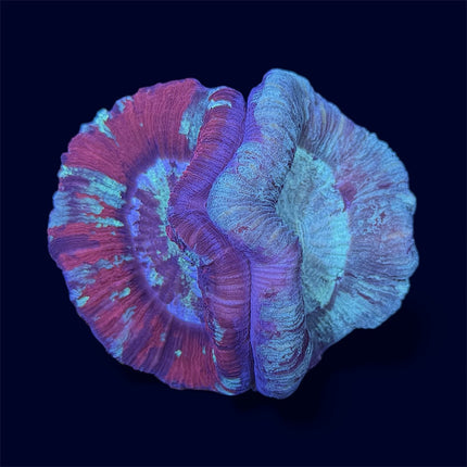 Double Multicolour Trachy - C63