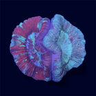 Double Multicolour Trachy - C63