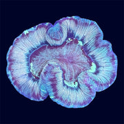 Multicolour Trachy - C64