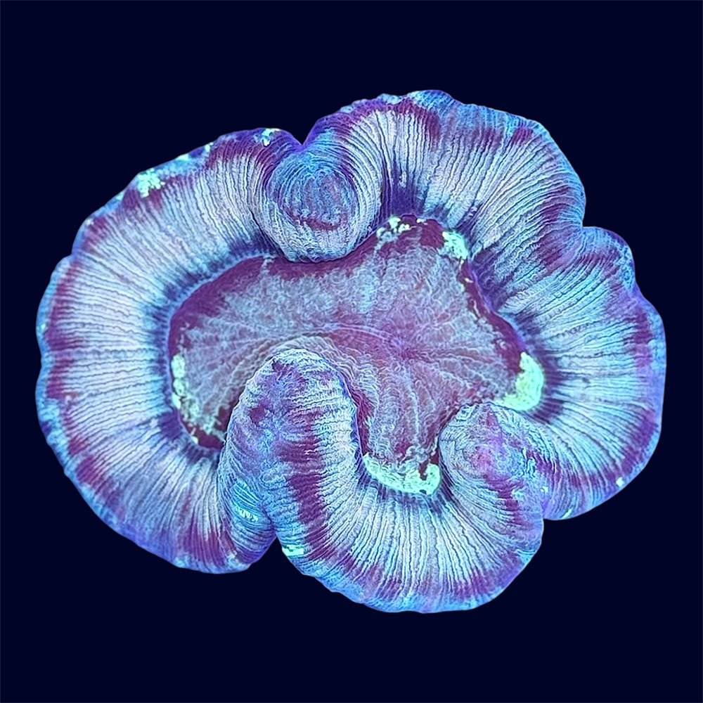 Multicolour Trachy - C64