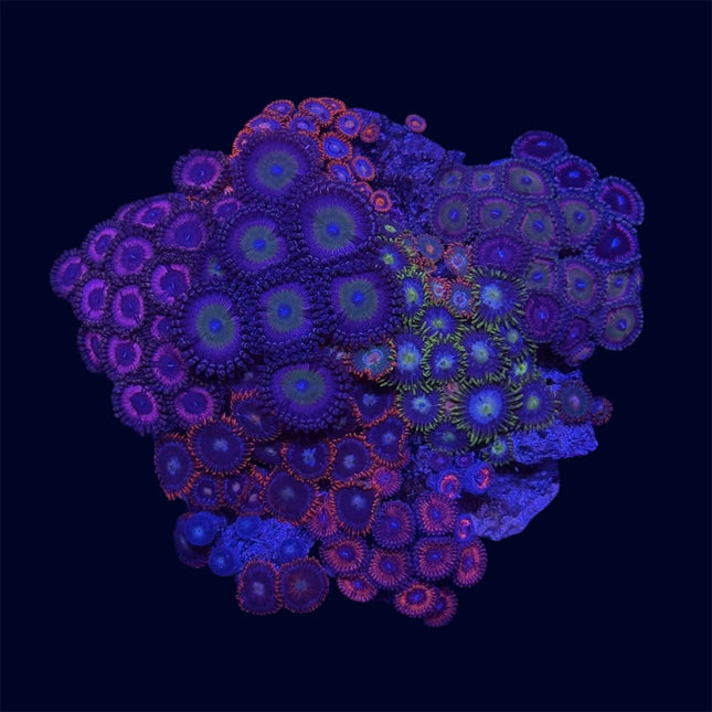 Zoa Garden - C64