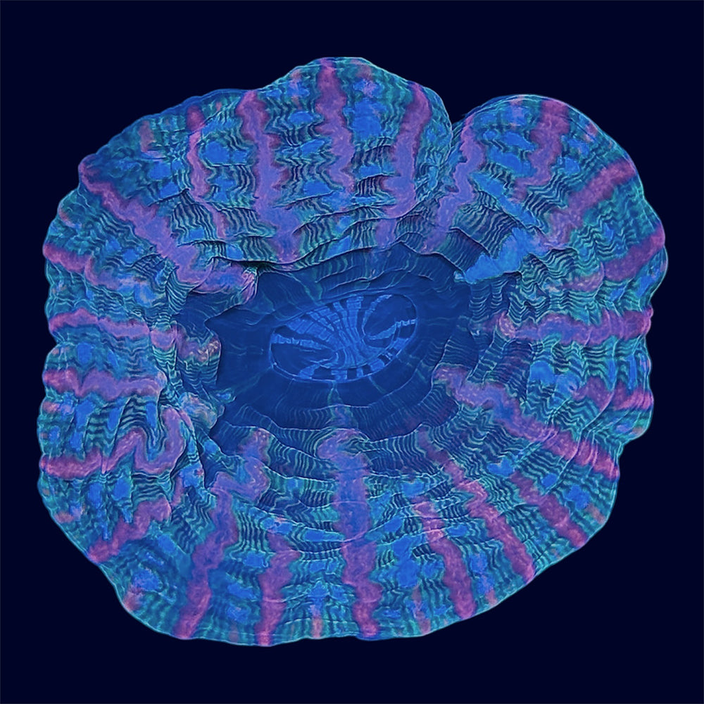 Multicolour Cynarina - C65