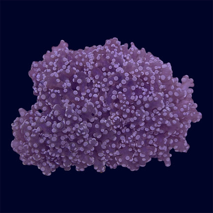 Orange/Pink Frogspawn Rock - C65