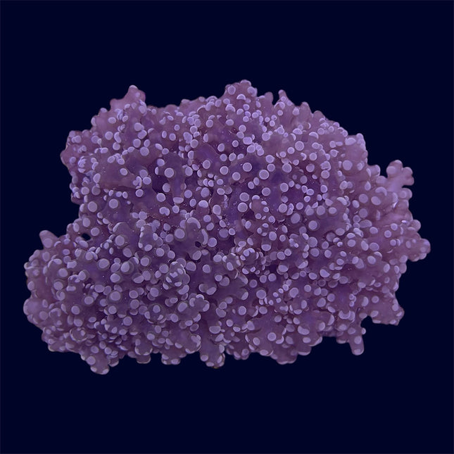 Orange/Pink Frogspawn Rock - C65