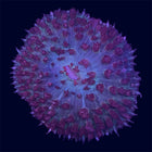 St. Thomas Mushroom - C65