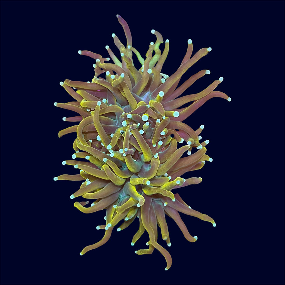 Gold Copper Torch - C65