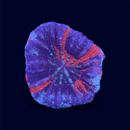 War Paint Scoly - C66