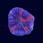 War Paint Scoly - C66