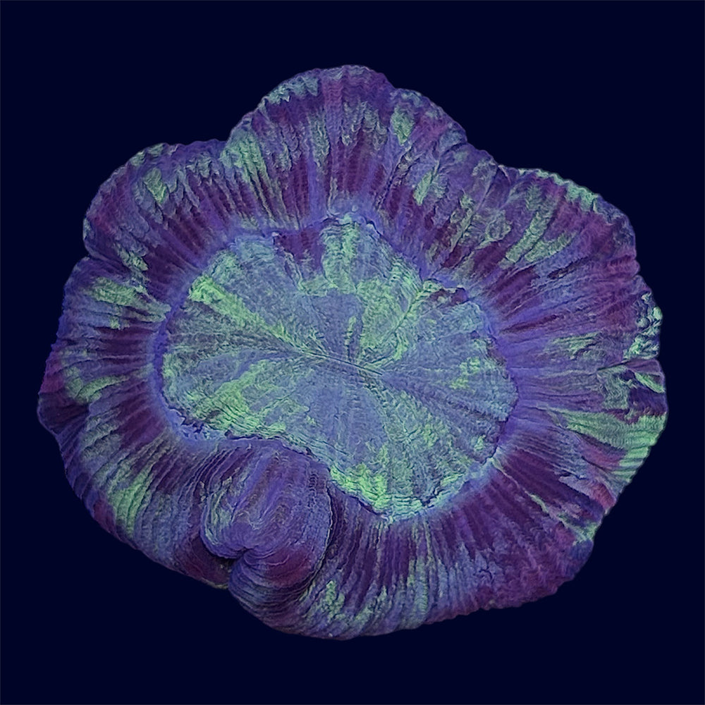 Multicolour Trachy - C67