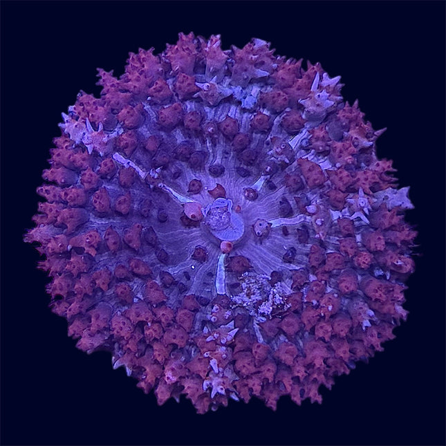 St. Thomas Mushroom - C67