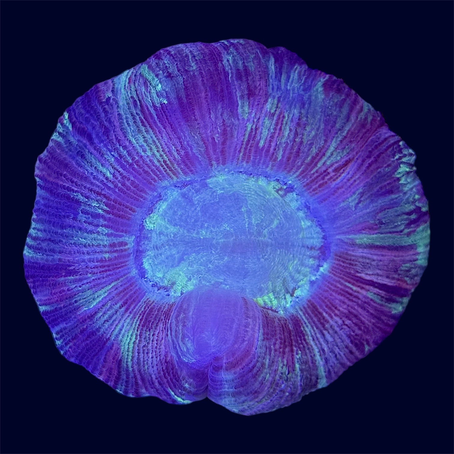 Multicolour Trachy - C67