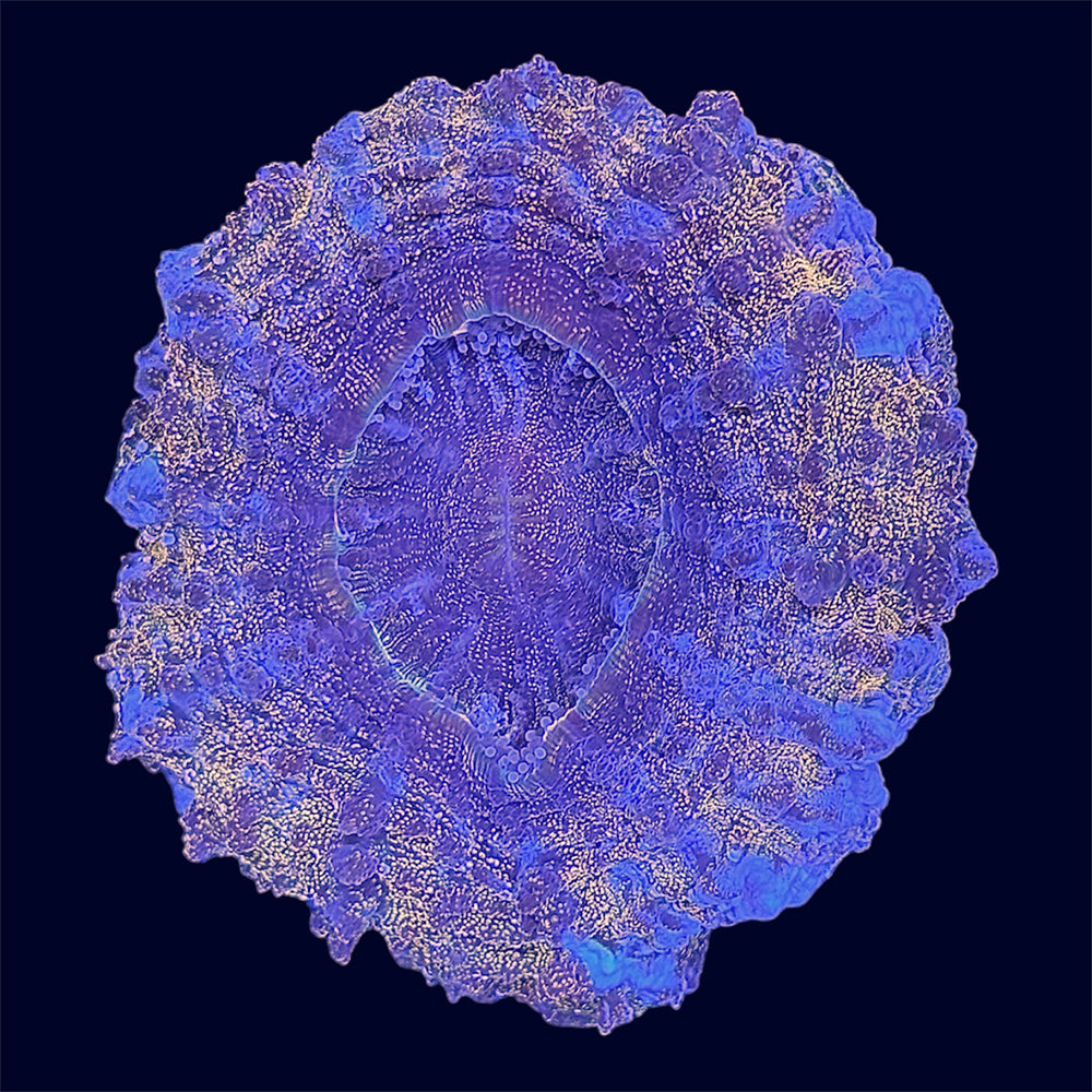 Gold Speck Deshi Donut - C67