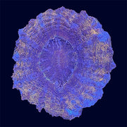 Gold Speck Deshi Donut - C67