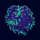 Toxic Splatter Hammer - C68