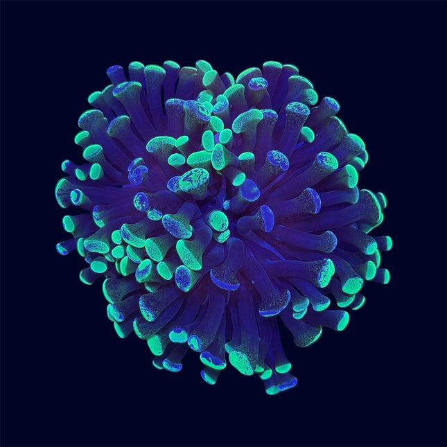 Toxic Splatter Hammer - C68