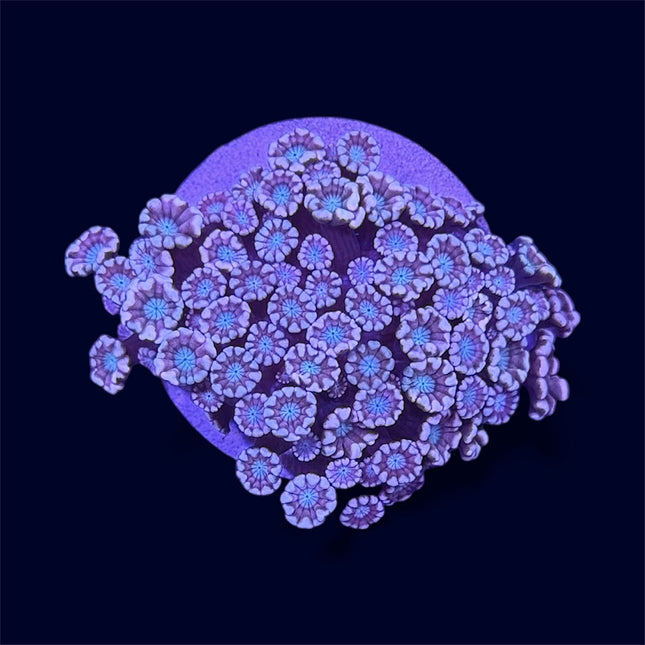 Peach Alveopora - C68