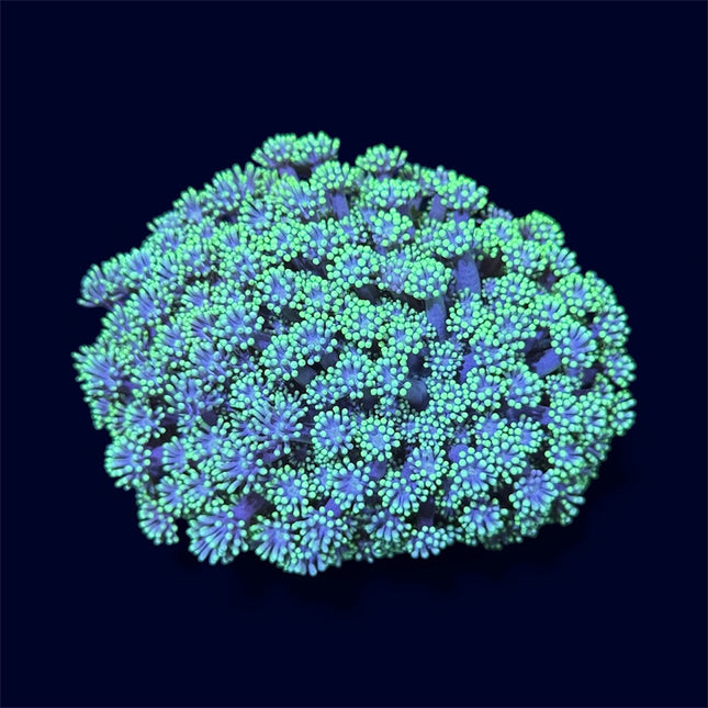 Green Goniopora Mini Colony - C68