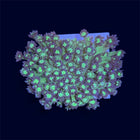 Green Goniopora Mini Colony - C68
