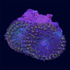 St. Thomas Mushroom - C68