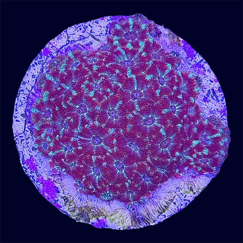 Micromussa Lord Frag - C51