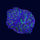 Purple Tip Hammer - C69