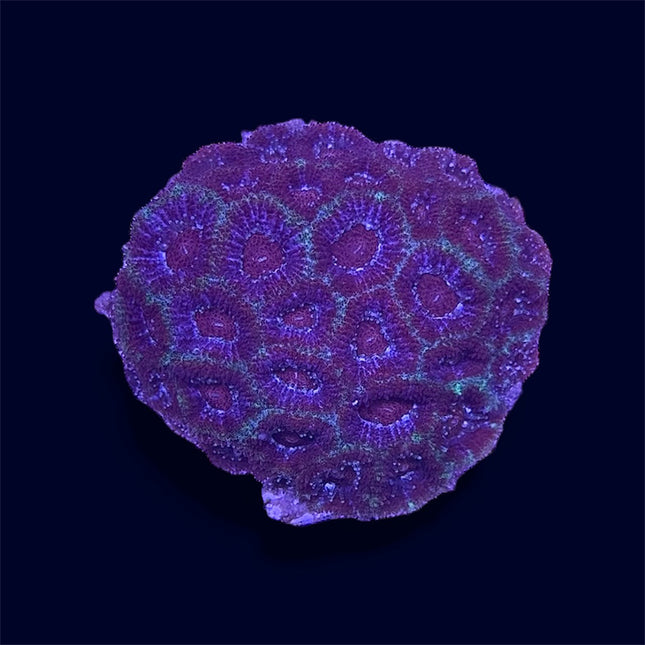 Purple Micromussa Amakunensis - C69