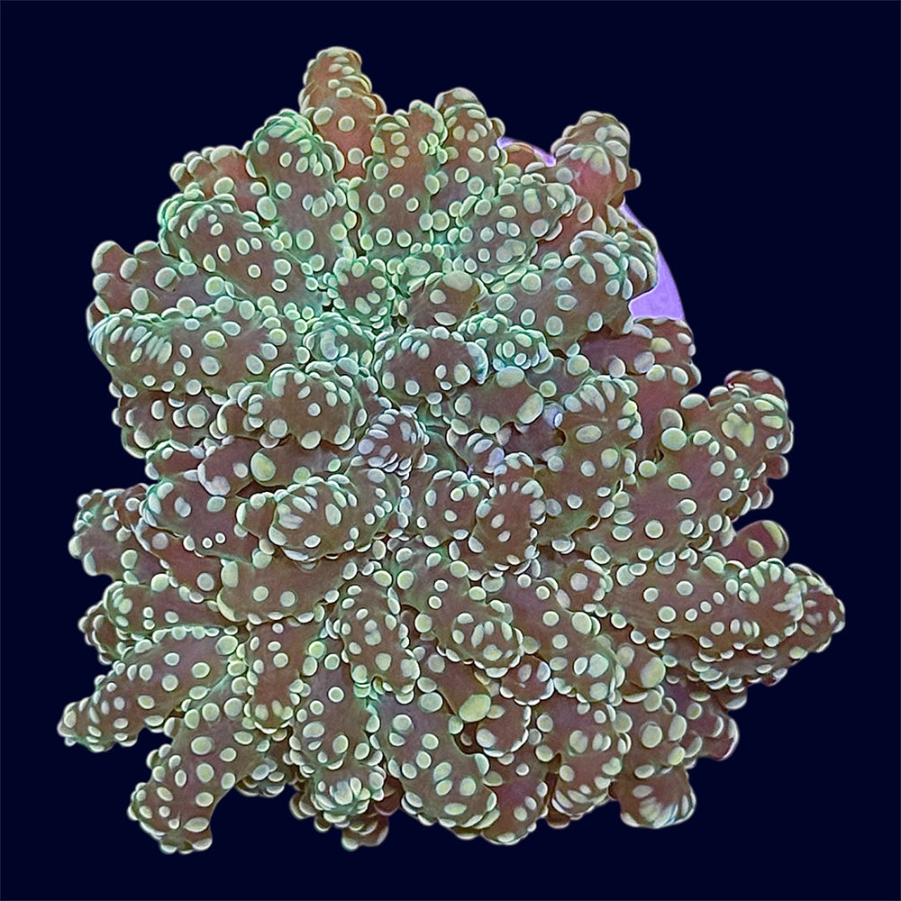 Green Octospawn Frag - C71