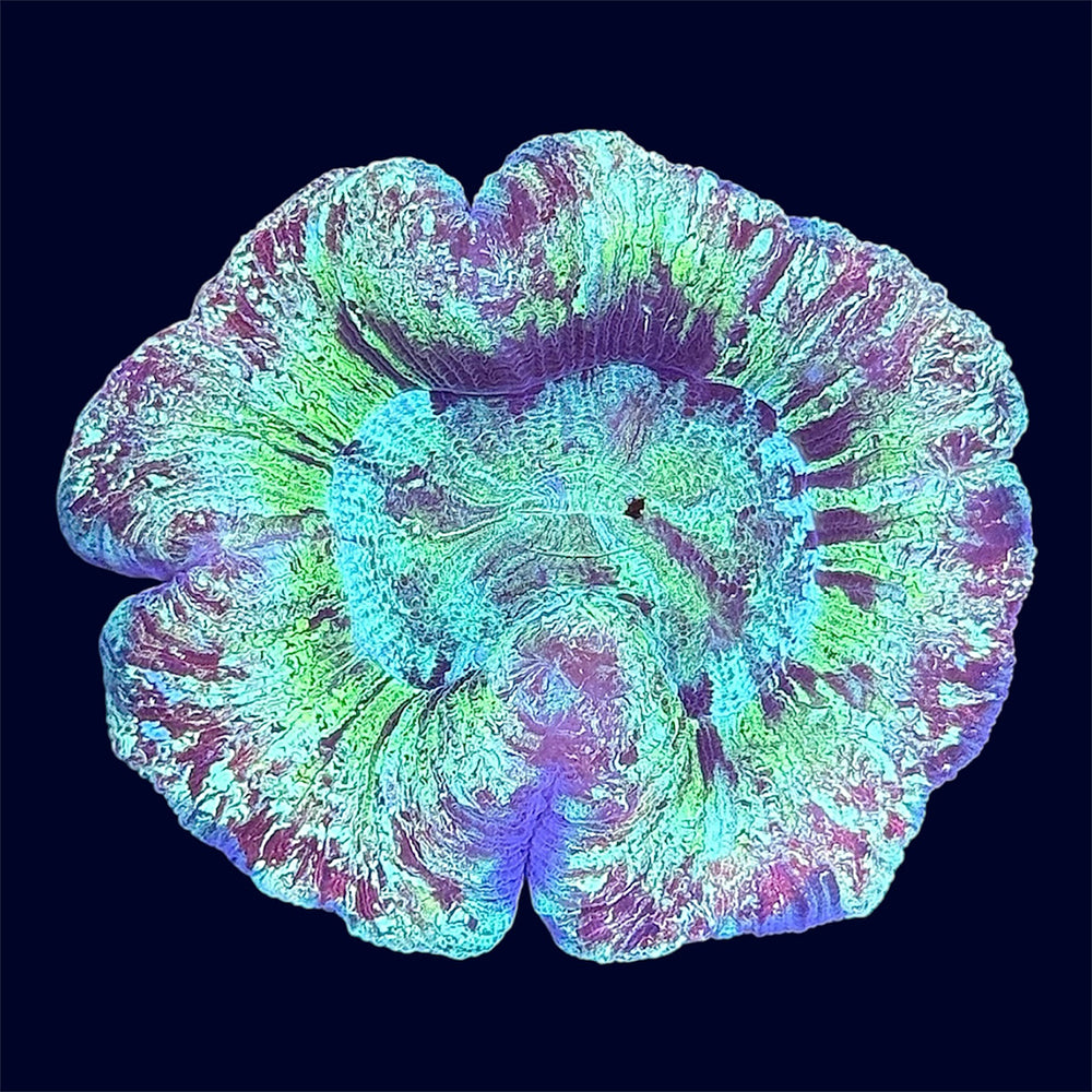 Multicolour Trachy - C72