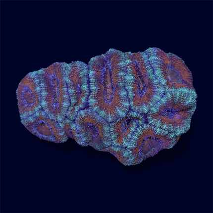 Green Micromussa Colony - C72