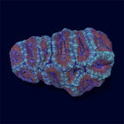 Green Micromussa Colony - C72