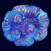 Multicolour Trachy - C74