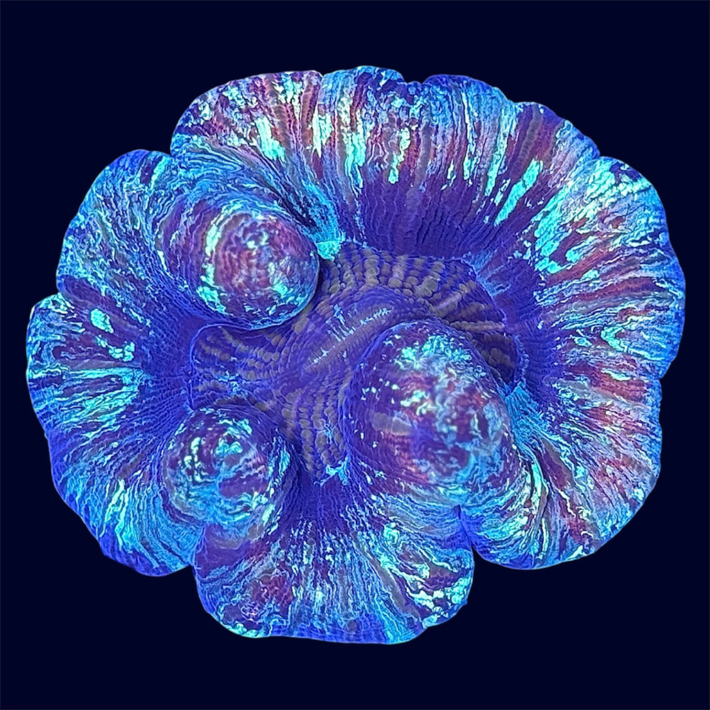 Multicolour Trachy - C74