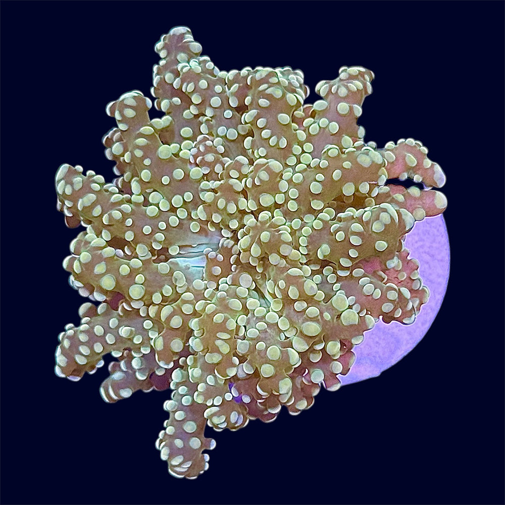 Green Octospawn Frag - C75