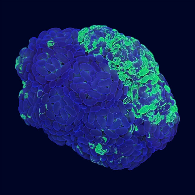 Toxic Splatter Hammer - C75