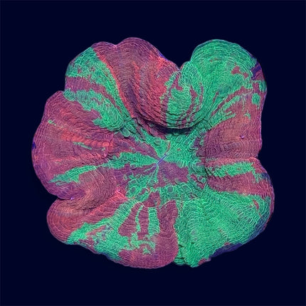 Bleeding Apple Scoly - C75