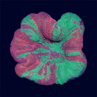 Bleeding Apple Scoly - C75