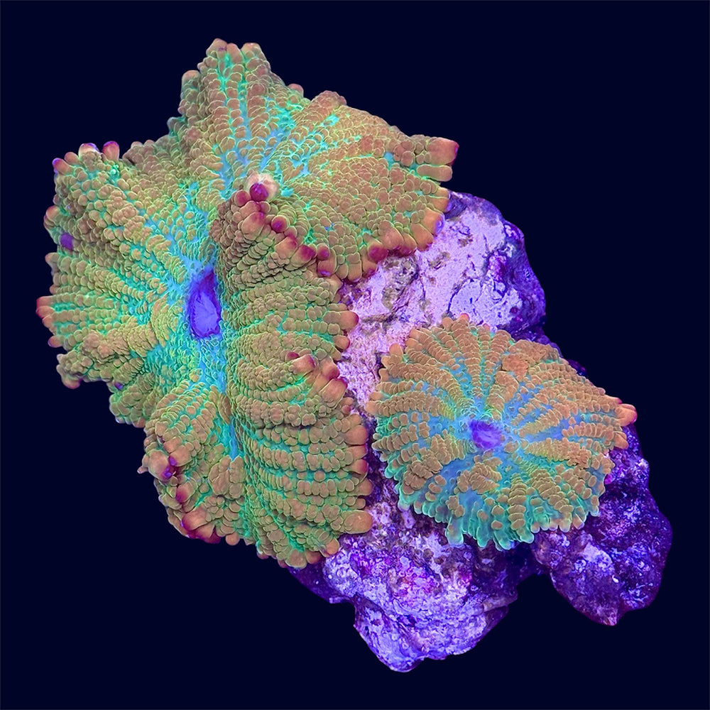 Rhodactis Mushroom Rock - D1